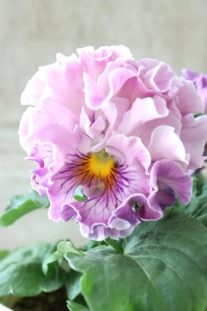 画像3: Robe de Antoinette〜ローブ・ドゥ・アントワネット〜 No.16