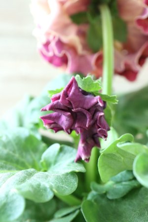 画像5: Robe de Antoinette〜ローブ・ドゥ・アントワネット〜 No.4