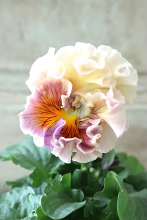 画像3: Robe de Antoinette〜ローブ・ドゥ・アントワネット〜 No.18