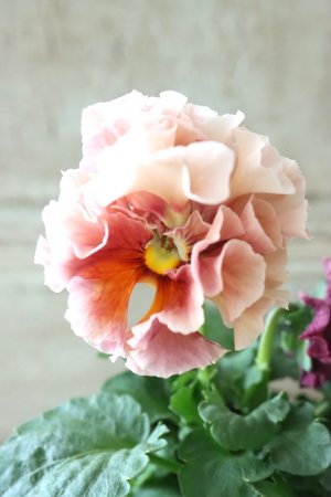 画像2: Robe de Antoinette〜ローブ・ドゥ・アントワネット〜 No.15