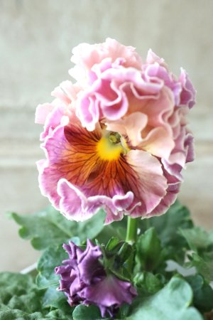 画像3: Robe de Antoinette〜ローブ・ドゥ・アントワネット〜 No.17