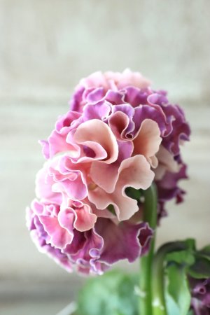 画像4: Robe de Antoinette〜ローブ・ドゥ・アントワネット〜 No.7