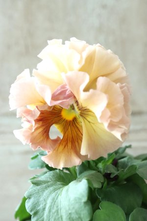 画像2: Robe de Antoinette〜ローブ・ドゥ・アントワネット〜 No.11