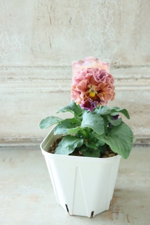 画像5: Robe de Antoinette〜ローブ・ドゥ・アントワネット〜 No.13