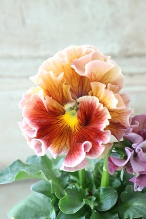 画像1: Robe de Antoinette〜ローブ・ドゥ・アントワネット〜 No.10