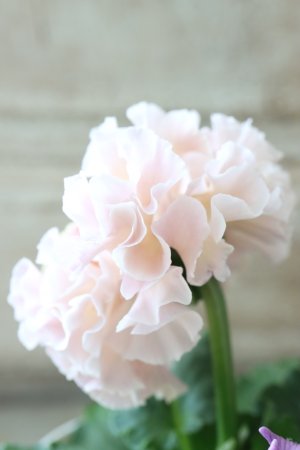 画像4: Robe de Antoinette〜ローブ・ドゥ・アントワネット〜 No.3