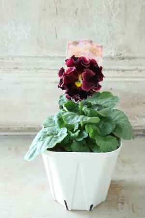 画像5: Robe de Antoinette〜ローブ・ドゥ・アントワネット〜 No.14