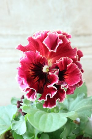 画像3: Robe de Antoinette〜ローブ・ドゥ・アントワネット〜 No.5