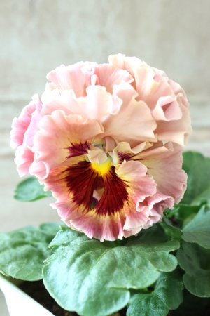 画像2: Robe de Antoinette〜ローブ・ドゥ・アントワネット〜 No.2