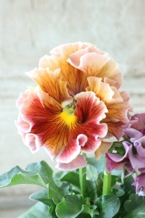 画像2: Robe de Antoinette〜ローブ・ドゥ・アントワネット〜 No.10