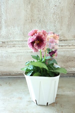 画像5: Robe de Antoinette〜ローブ・ドゥ・アントワネット〜 No.29