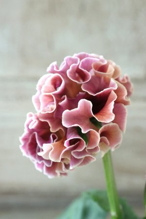 画像4: Robe de Antoinette〜ローブ・ドゥ・アントワネット〜 No.30