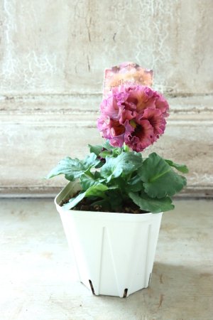 画像5: Robe de Antoinette〜ローブ・ドゥ・アントワネット〜 No.39