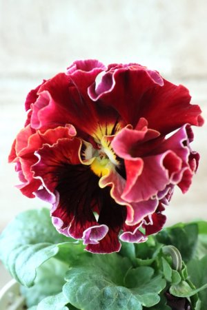 画像2: Robe de Antoinette〜ローブ・ドゥ・アントワネット〜 No.25