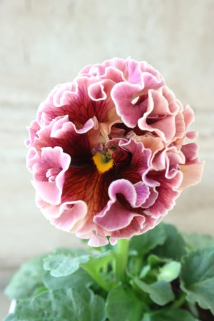 画像2: Robe de Antoinette〜ローブ・ドゥ・アントワネット〜 No.30