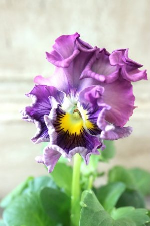 画像1: パンジー〜彩翠華・yuragi〜 No.38