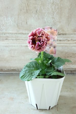 画像6: Robe de Antoinette〜ローブ・ドゥ・アントワネット〜 No.30