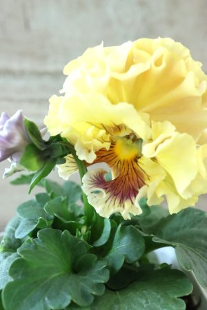 画像3: Robe de Antoinette〜ローブ・ドゥ・アントワネット〜 No.26