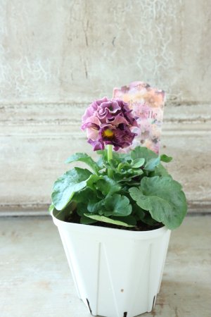 画像5: Robe de Antoinette〜ローブ・ドゥ・アントワネット〜 No.37