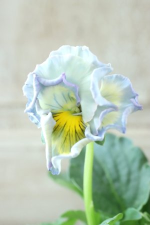 画像2: パンジー〜彩翠華・fuwari〜 No.39