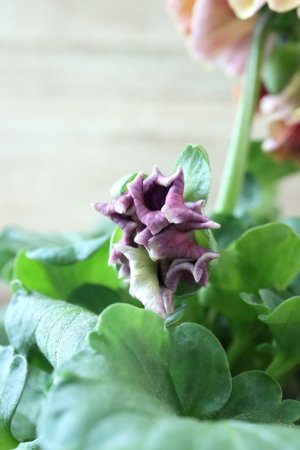 画像5: Robe de Antoinette〜ローブ・ドゥ・アントワネット〜 No.33