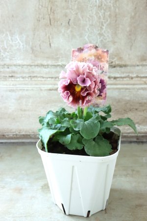 画像5: Robe de Antoinette〜ローブ・ドゥ・アントワネット〜 No.35