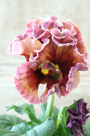 画像1: Robe de Antoinette〜ローブ・ドゥ・アントワネット〜 No.23