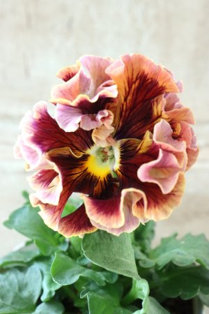 画像2: Robe de Antoinette〜ローブ・ドゥ・アントワネット〜 No.33