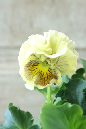 画像1: パンジー〜彩翠華・fuwari〜 No.38