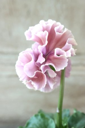 画像4: Robe de Antoinette〜ローブ・ドゥ・アントワネット〜 No.32