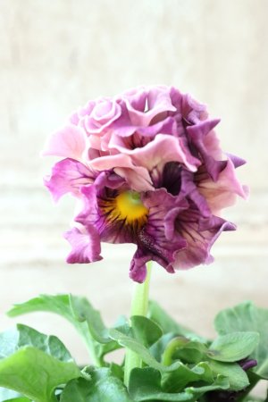 画像1: Robe de Antoinette〜ローブ・ドゥ・アントワネット〜 No.37