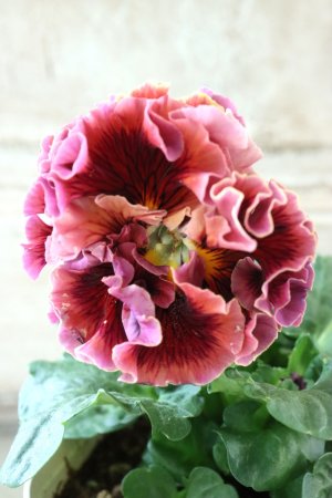 画像3: Robe de Antoinette〜ローブ・ドゥ・アントワネット〜 No.34