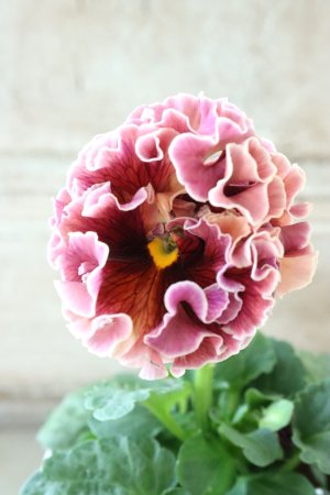 画像3: Robe de Antoinette〜ローブ・ドゥ・アントワネット〜 No.30