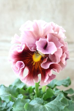 画像3: Robe de Antoinette〜ローブ・ドゥ・アントワネット〜 No.35