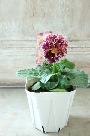 画像5: Robe de Antoinette〜ローブ・ドゥ・アントワネット〜 No.38