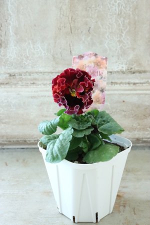 画像5: Robe de Antoinette〜ローブ・ドゥ・アントワネット〜 No.25