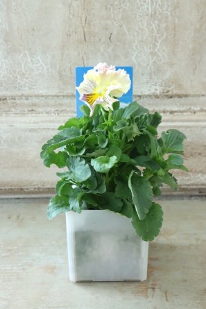 画像4: パンジー〜彩翠華・yuragi〜 No.37