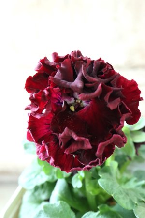 画像2: Robe de Antoinette〜ローブ・ドゥ・アントワネット〜 No.40