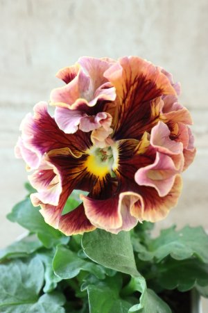 画像1: Robe de Antoinette〜ローブ・ドゥ・アントワネット〜 No.33