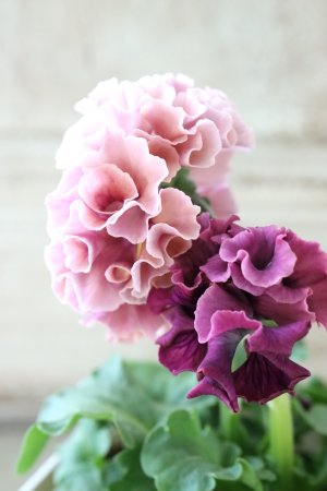 画像4: Robe de Antoinette〜ローブ・ドゥ・アントワネット〜 No.35