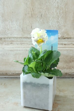 画像4: パンジー〜彩翠華・fuwari〜 No.34