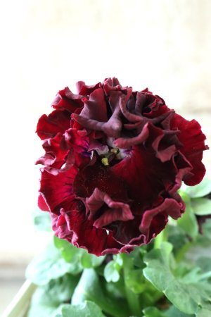 画像3: Robe de Antoinette〜ローブ・ドゥ・アントワネット〜 No.40