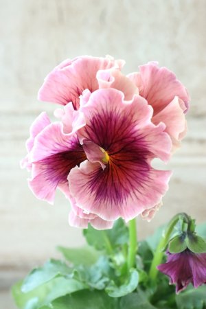 画像2: Robe de Antoinette〜ローブ・ドゥ・アントワネット〜 No.29