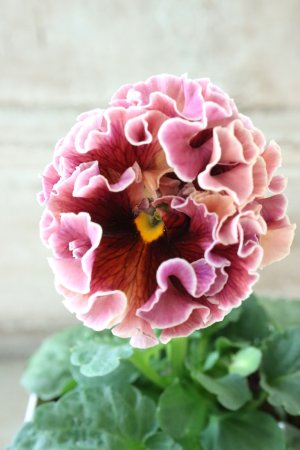 画像1: Robe de Antoinette〜ローブ・ドゥ・アントワネット〜 No.30