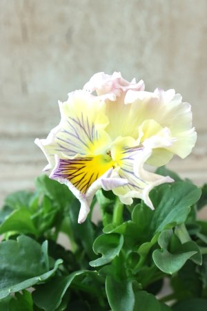 画像2: パンジー〜彩翠華・yuragi〜 No.37