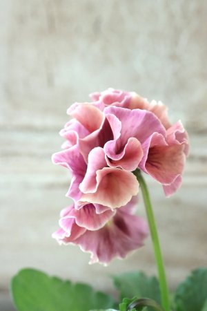 画像4: Robe de Antoinette〜ローブ・ドゥ・アントワネット〜 No.29