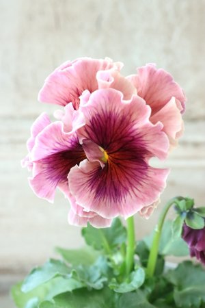 画像1: Robe de Antoinette〜ローブ・ドゥ・アントワネット〜 No.29