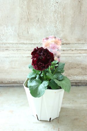 画像5: Robe de Antoinette〜ローブ・ドゥ・アントワネット〜 No.40