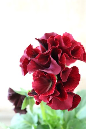 画像4: Robe de Antoinette〜ローブ・ドゥ・アントワネット〜 No.31