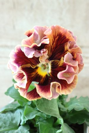 画像3: Robe de Antoinette〜ローブ・ドゥ・アントワネット〜 No.33